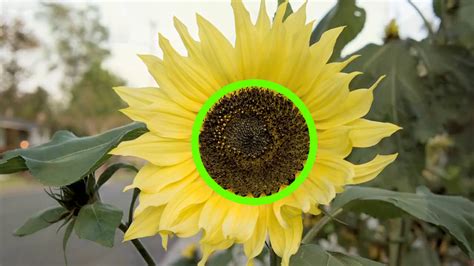 How to Care for Sunflowers: 15 Steps (with Pictures) .